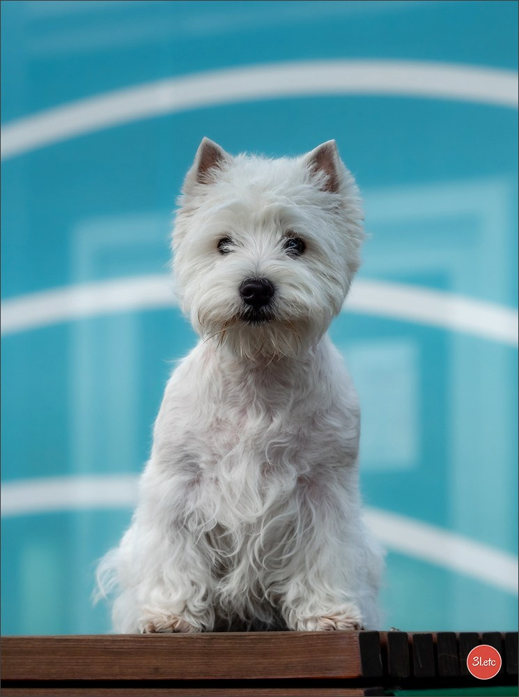 Exposition Canine à 🇫🇷 PARIS 12/01/2025. Photographe à Strasbourg | Portraits, Studio, Enfants, Événements