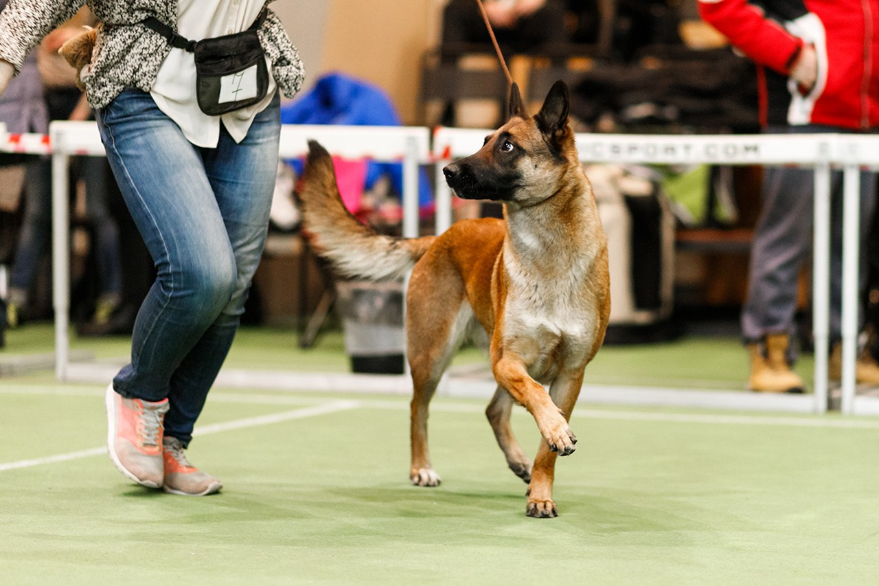 Grodno dog show. Kaja | fotograf we Wrocławiu | ludzie i psy