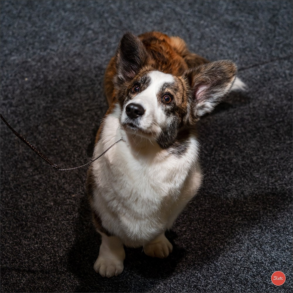🇩🇪 Offenburg  International Dogshow 09-10.03.24 🇩🇪. Photographe à Strasbourg | Portraits, Studio, Enfants, Événements