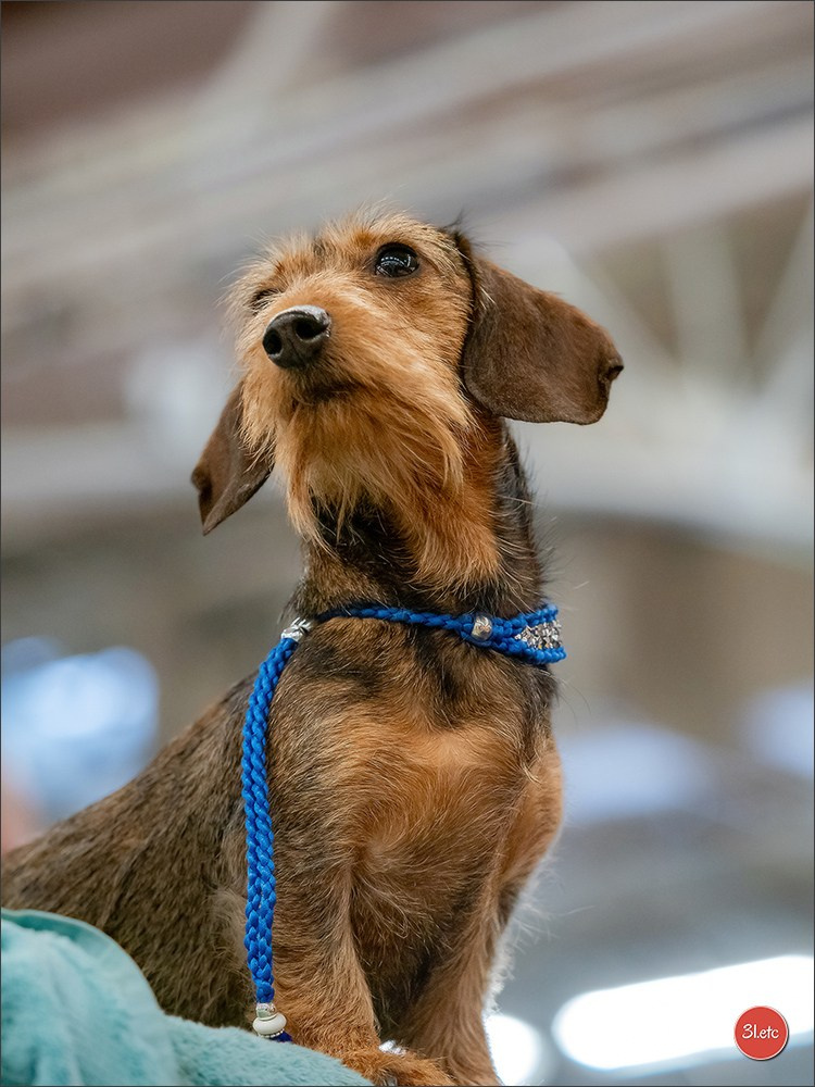 PDS  🇫🇷  Paris Dog Show  🇫🇷  Expo canine  10-11/01/2026. Photographe à Strasbourg | Portraits, Studio, Enfants, Événements
