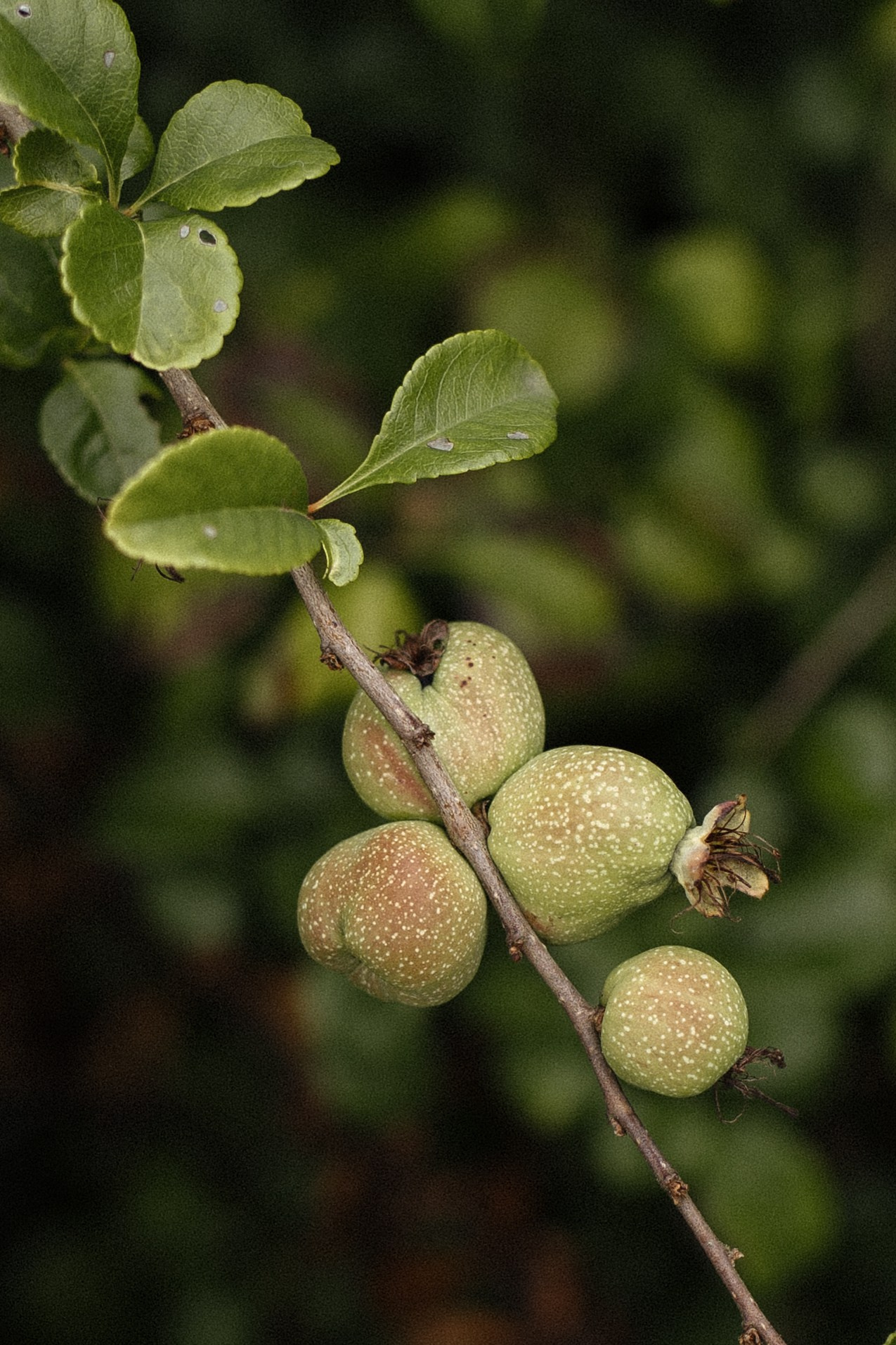 Weddings. Yorkshire Wedding and Portrait Photographer Evie Moon