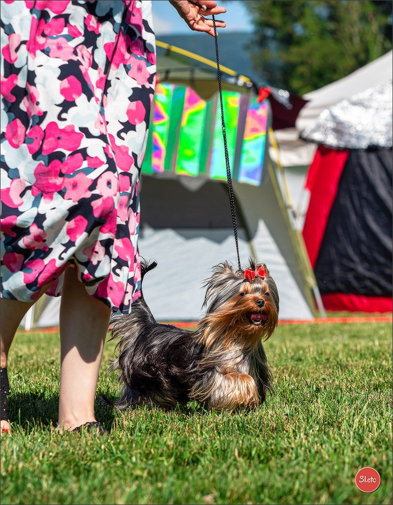 🇨🇭 Geneva Dog Show 15-17/11/2024. Photographe à Strasbourg | Portraits, Studio, Enfants, Événements