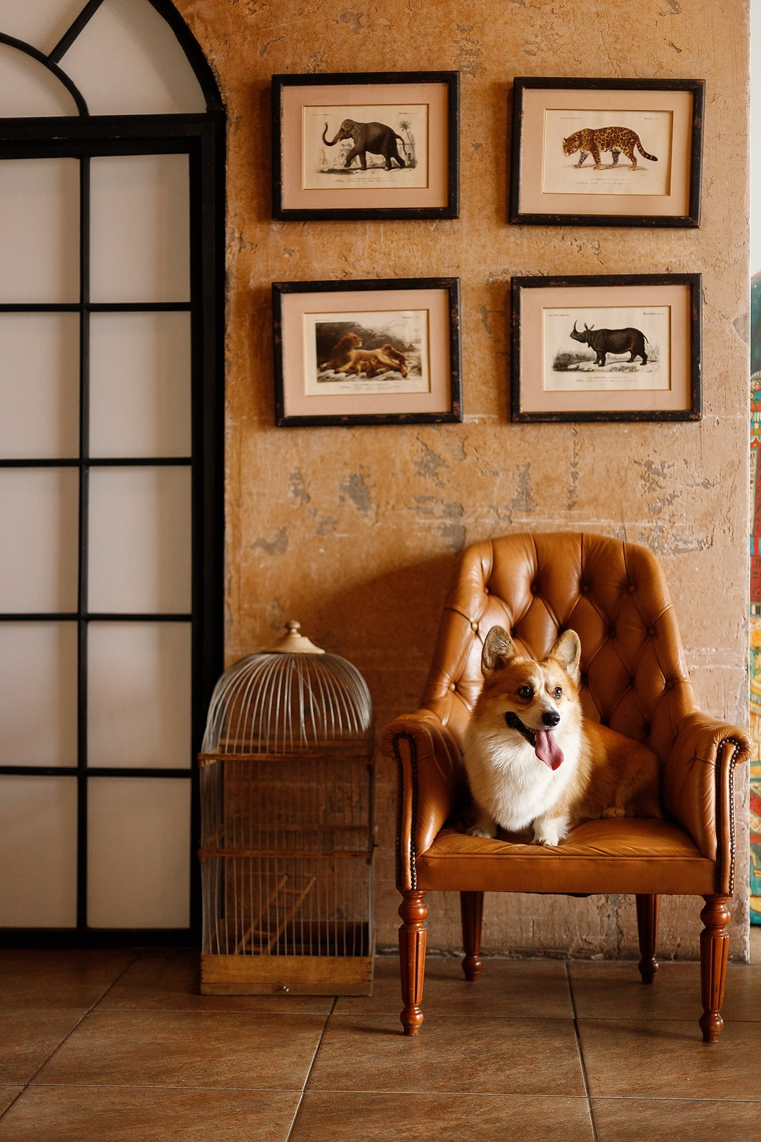 Corgis in studio, Moscow. Kaja | fotograf psów we Wrocławiu