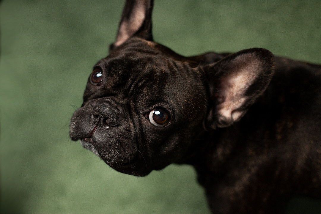 Produktfotografie, Content-Fotografie. Svetlana Vidru Fotograf aus Speyer und Germersheim