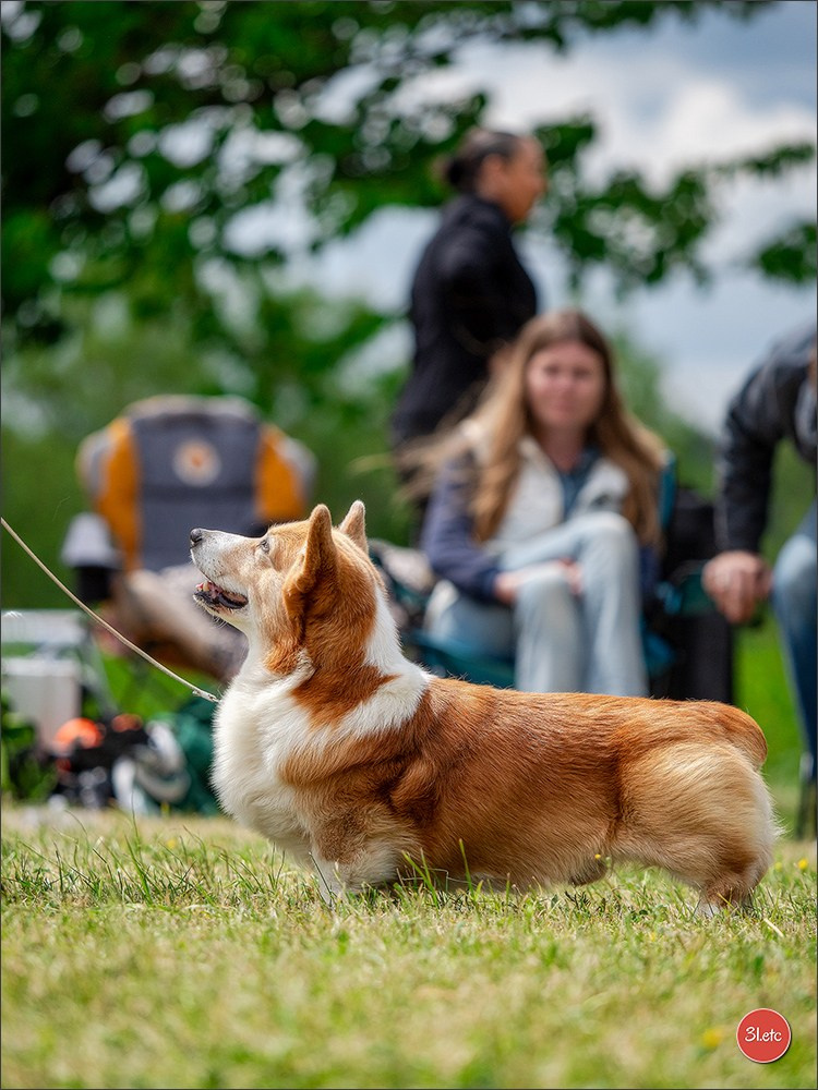 Dog Show Rieden 🇩🇪 16-18/05/2025. Photographe à Strasbourg | Portraits, Studio, Enfants, Événements