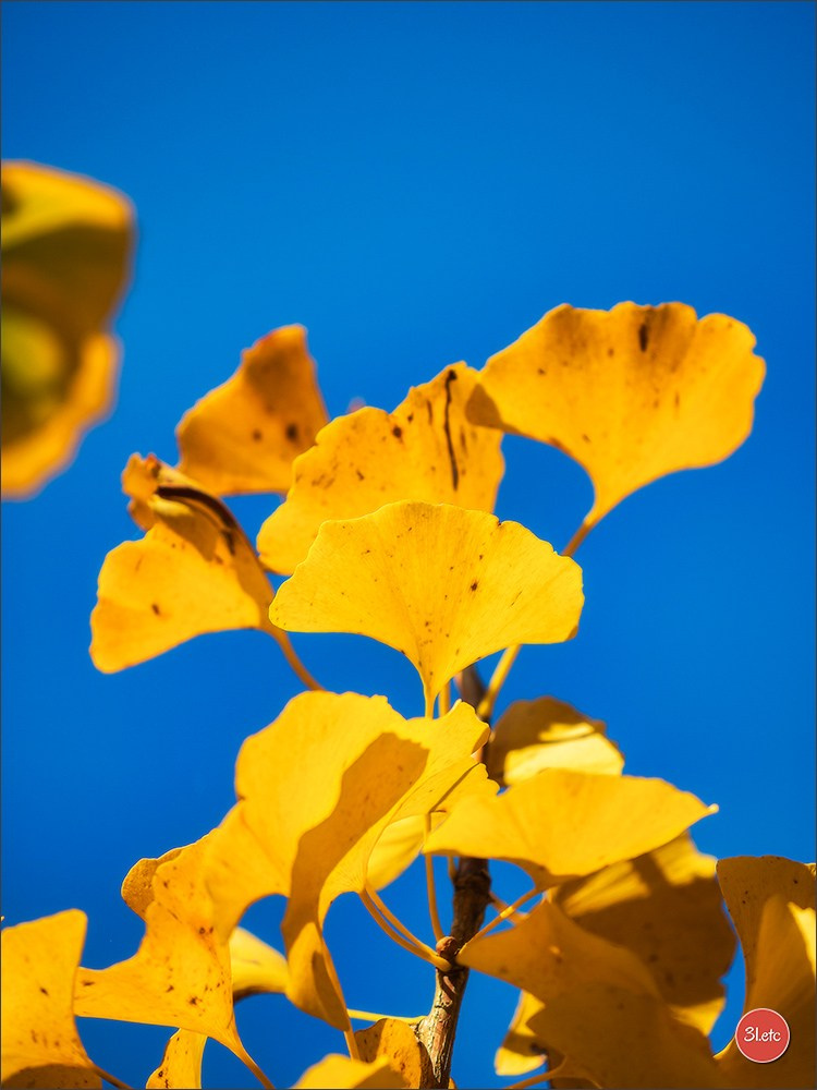 L'automne en ville. Photographe à Strasbourg | Portraits, Studio, Enfants, Événements