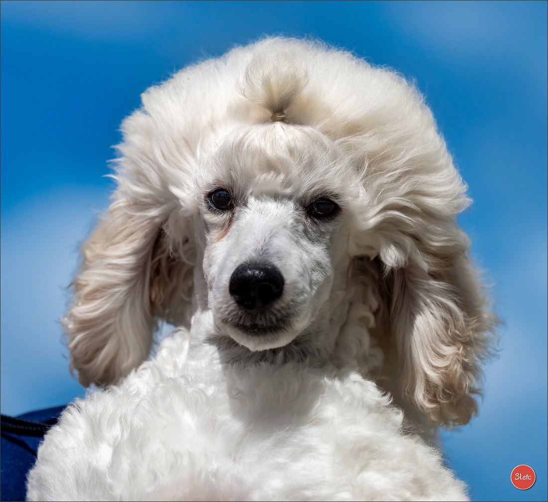 Expo canine 🇫🇷 Valence 03-04/05/2025. Photographe à Strasbourg | Portraits, Studio, Enfants, Événements