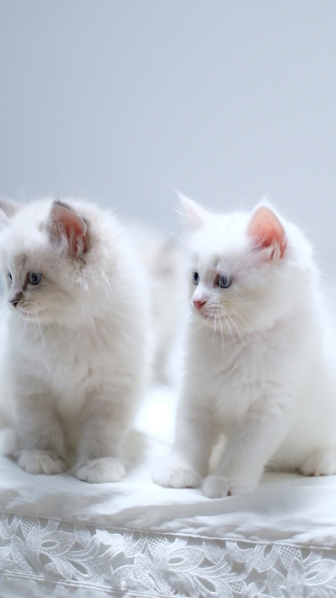 N-Arktur. SIBERIALIS: Katzenzucht von Sibirischen und Neva Masquarade Katzen