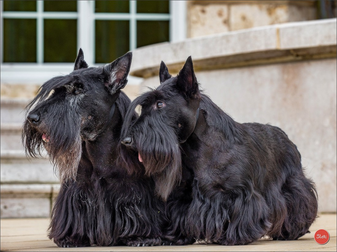 Expo canine Chartres  🇫🇷  15/06/2025. Photographe à Strasbourg | Portraits, Studio, Enfants, Événements