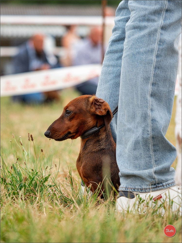 Expo canine (Teckel) Strasbourg Hoerdt  🇫🇷  5-6/07/2025. Photographe à Strasbourg | Portraits, Studio, Enfants, Événements