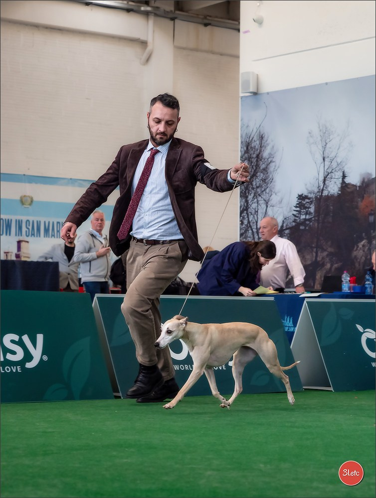Dog Show  🇮🇹  San Marino. Photographe à Strasbourg | Portraits, Studio, Enfants, Événements