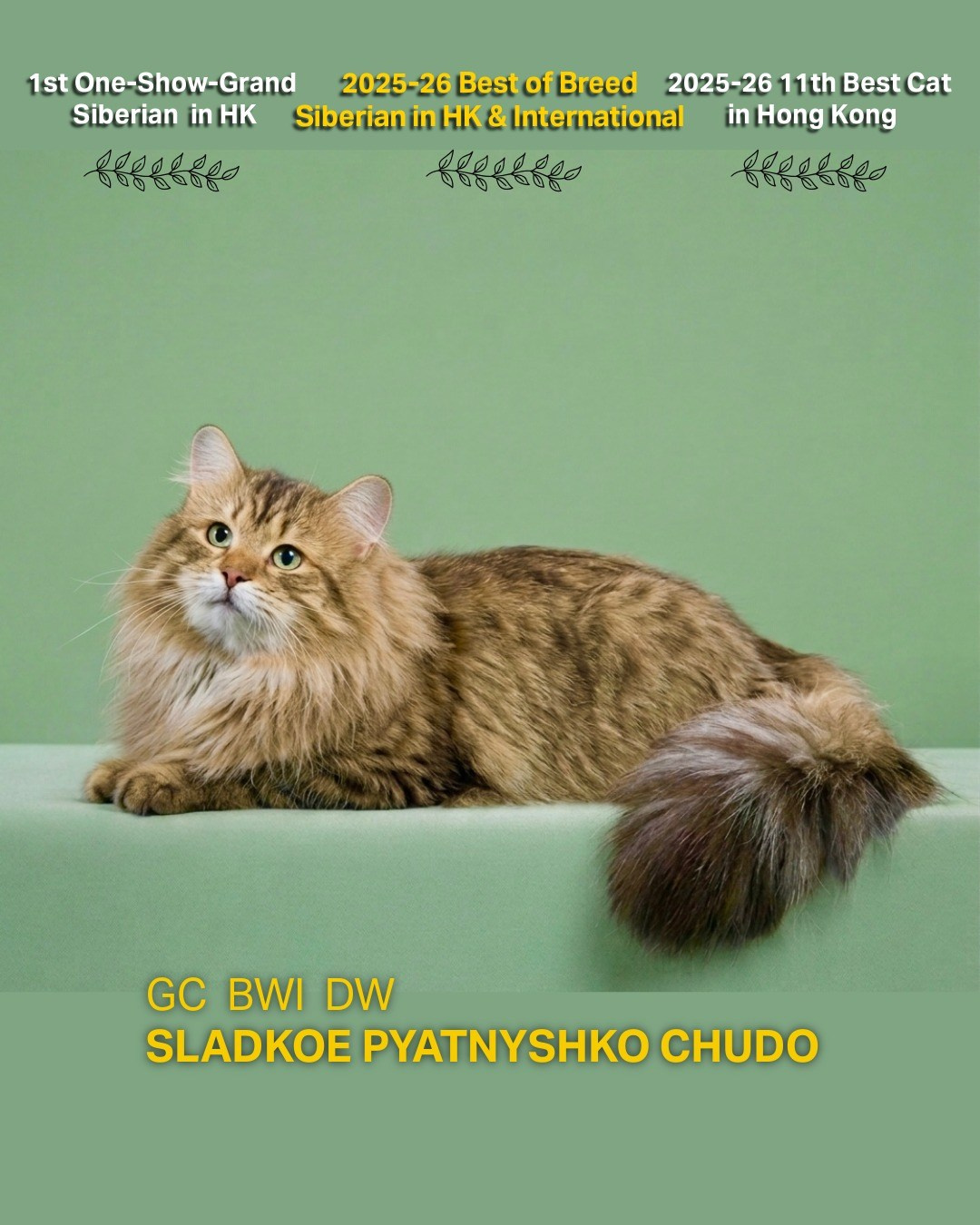 GC, BWI, DW Sladkoe Pyatnyshko Chudo  Chudo earned his Grand Championship in August 2025, becoming the first Siberian in Hong Kong to achieve a one-show Grand in the Championship class. Within just four months of campaigning, he went on to earn the Division Winner title, ranking 11th Best Cat in Hong Kong. He also achieved Best of Breed Siberian in both Hong Kong and the International Division.