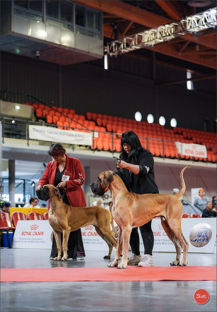 Expo canine 🇫🇷 Martigues 18-19/04/2026