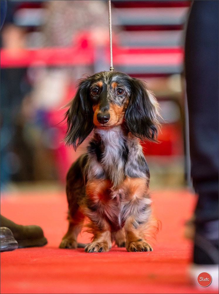 Photographie animalière. Photographe à Strasbourg | Portraits, Studio, Enfants, Événements