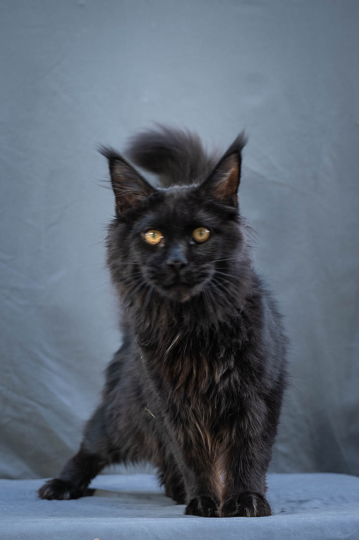 Senator Quora. Senator Cat — Maine Coon cattery