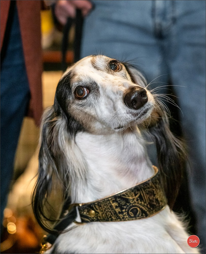 🇩🇪 Offenburg International Dogshow 15-16.03.25 🇩🇪. Photographe à Strasbourg | Portraits, Studio, Enfants, Événements
