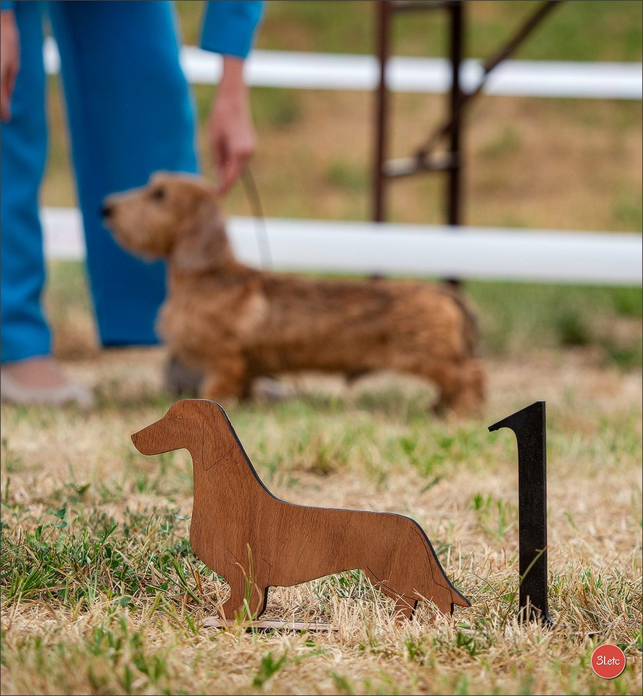 Expo canine (Teckel) Strasbourg Hoerdt  🇫🇷  5-6/07/2025. Photographe à Strasbourg | Portraits, Studio, Enfants, Événements