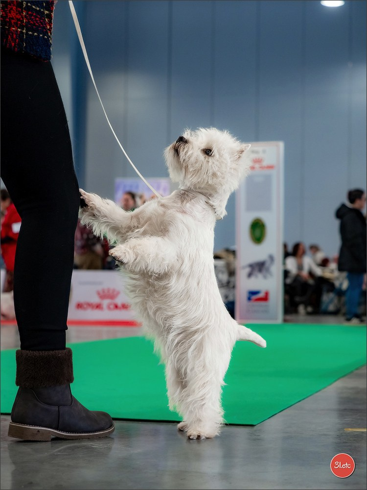 🇫🇷  Chalons en Champagne  🇫🇷  Expo canine  31/01-01/02/2026. Photographe à Strasbourg | Portraits, Studio, Enfants, Événements