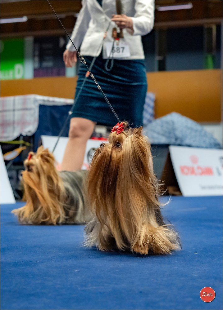 Dog Show WELS   🇦🇹  06-07/12/2025. Photographe à Strasbourg | Portraits, Studio, Enfants, Événements