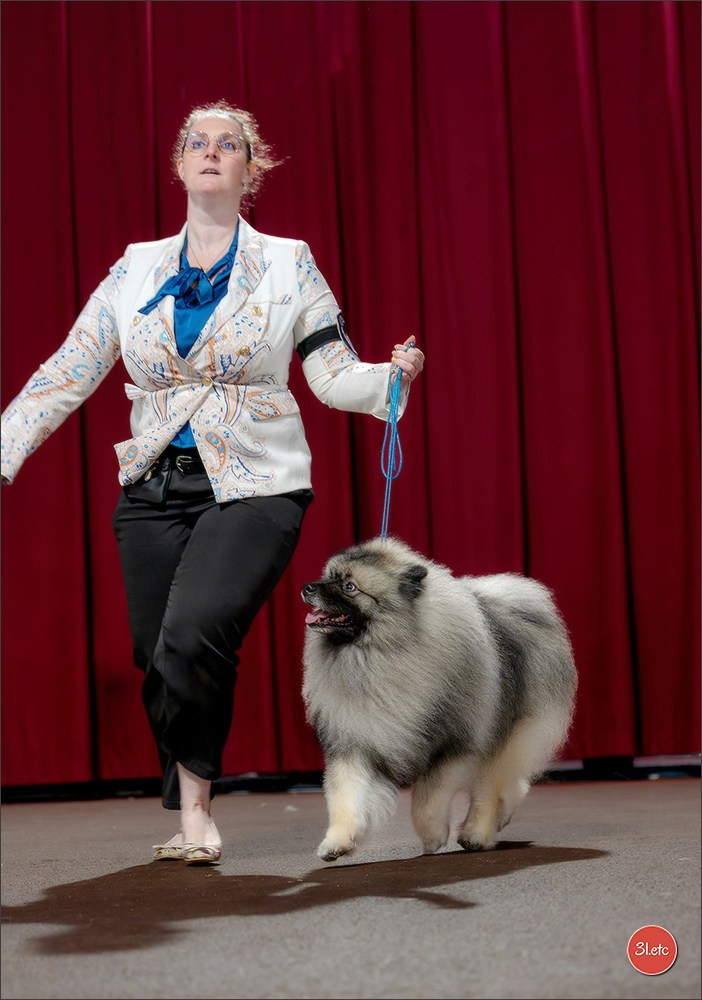 Expo canine 🇲🇨 Monaco 9-10/05/2026. Photographe à Strasbourg | Les animaux, Portraits, Studio, Événements