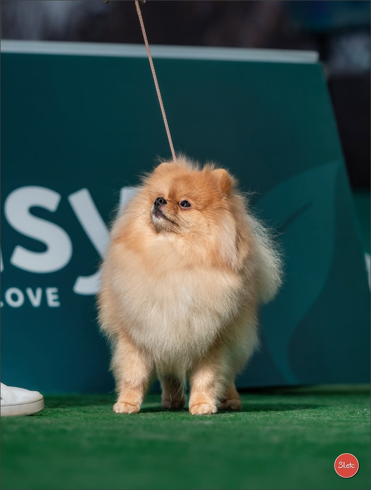 Dog Show  🇮🇹  San Marino. Photographe à Strasbourg | Portraits, Studio, Enfants, Événements