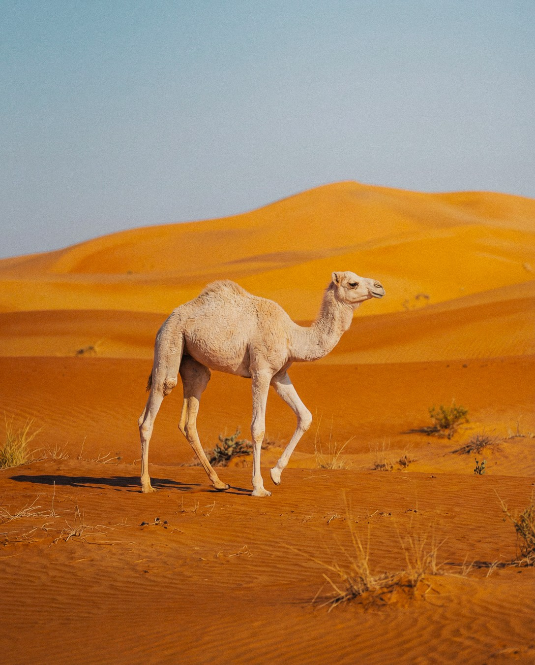 Film Grain Co. Volume 1