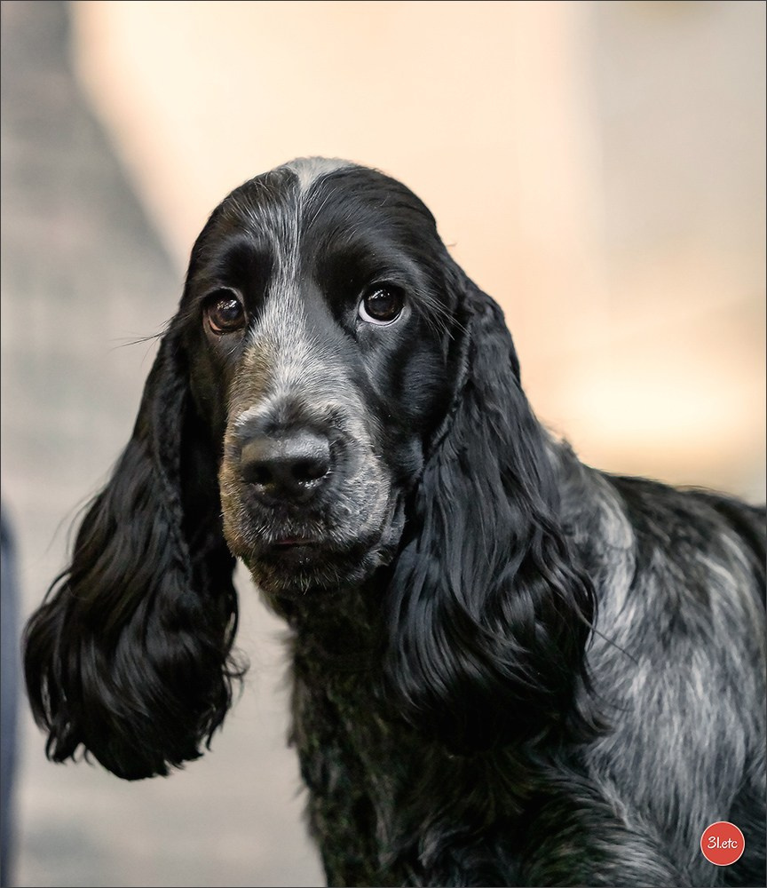 À l'exposition de Mouscron 🇧🇪 #dogshow #dogsphotography #expocanine #photopets #pets #dogs #aminalier #animals #mouscron #mouscron2025. Photographe à Strasbourg | Portraits, Studio, Enfants, Événements