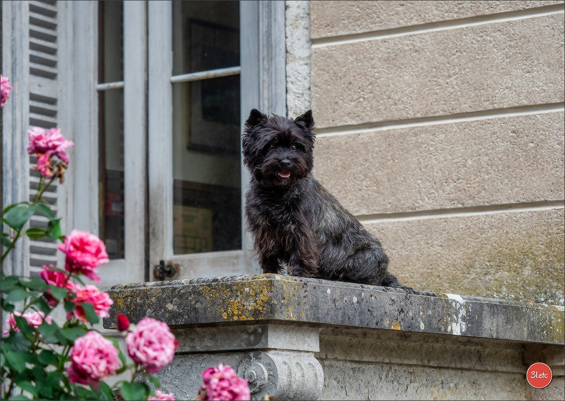 Photographie animalière. Photographe à Strasbourg | Portraits, Studio, Enfants, Événements