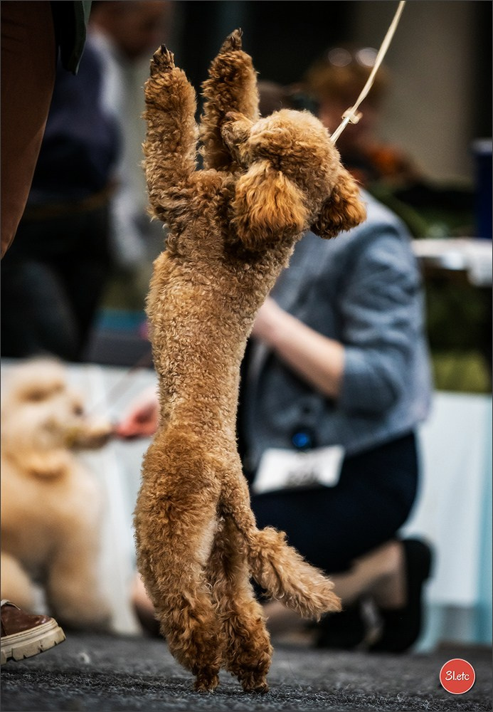 🇩🇪 Offenburg  International Dogshow 09-10.03.24 🇩🇪. Photographe à Strasbourg | Portraits, Studio, Enfants, Événements