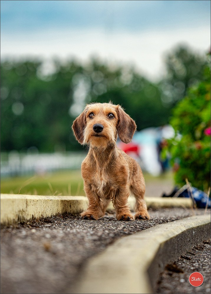 Photographie animalière. Photographe à Strasbourg | Portraits, Studio, Enfants, Événements