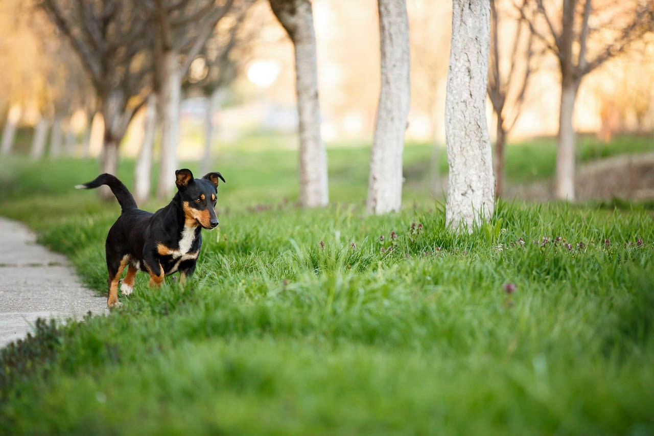 Pas u prirodnom seoskom okruženju.