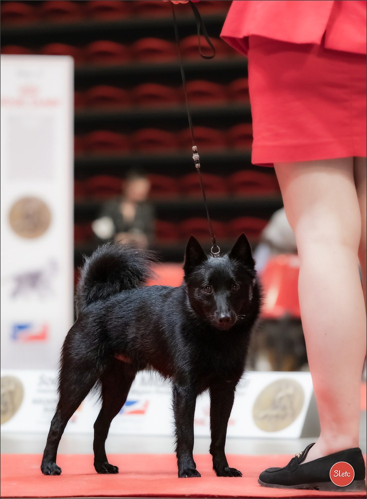 Expo canine 🇫🇷 Martigues  19-20/04/2025. Photographe à Strasbourg | Portraits, Studio, Enfants, Événements