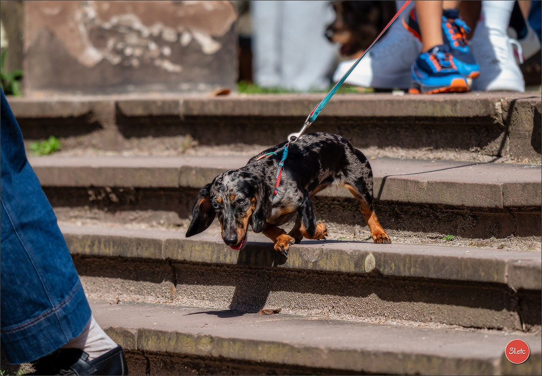 Teckels Parade Strasbourgeoise  Vous pouvez voir le galerie de photos. Photographe à Strasbourg | Portraits, Studio, Enfants, Événements