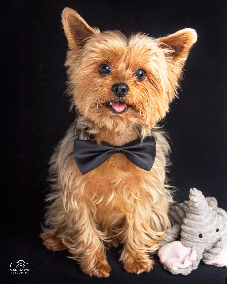 Fotografía de mascotas. Fotos con huella, fotografía de perros y mascotas en Sevilla