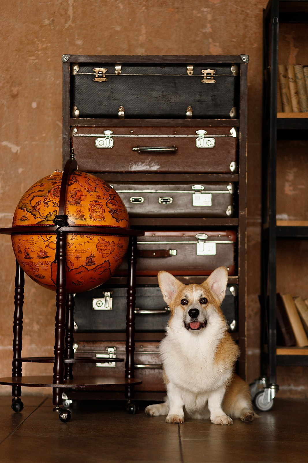 Corgis in studio, Moscow. Kaja | fotograf psów we Wrocławiu