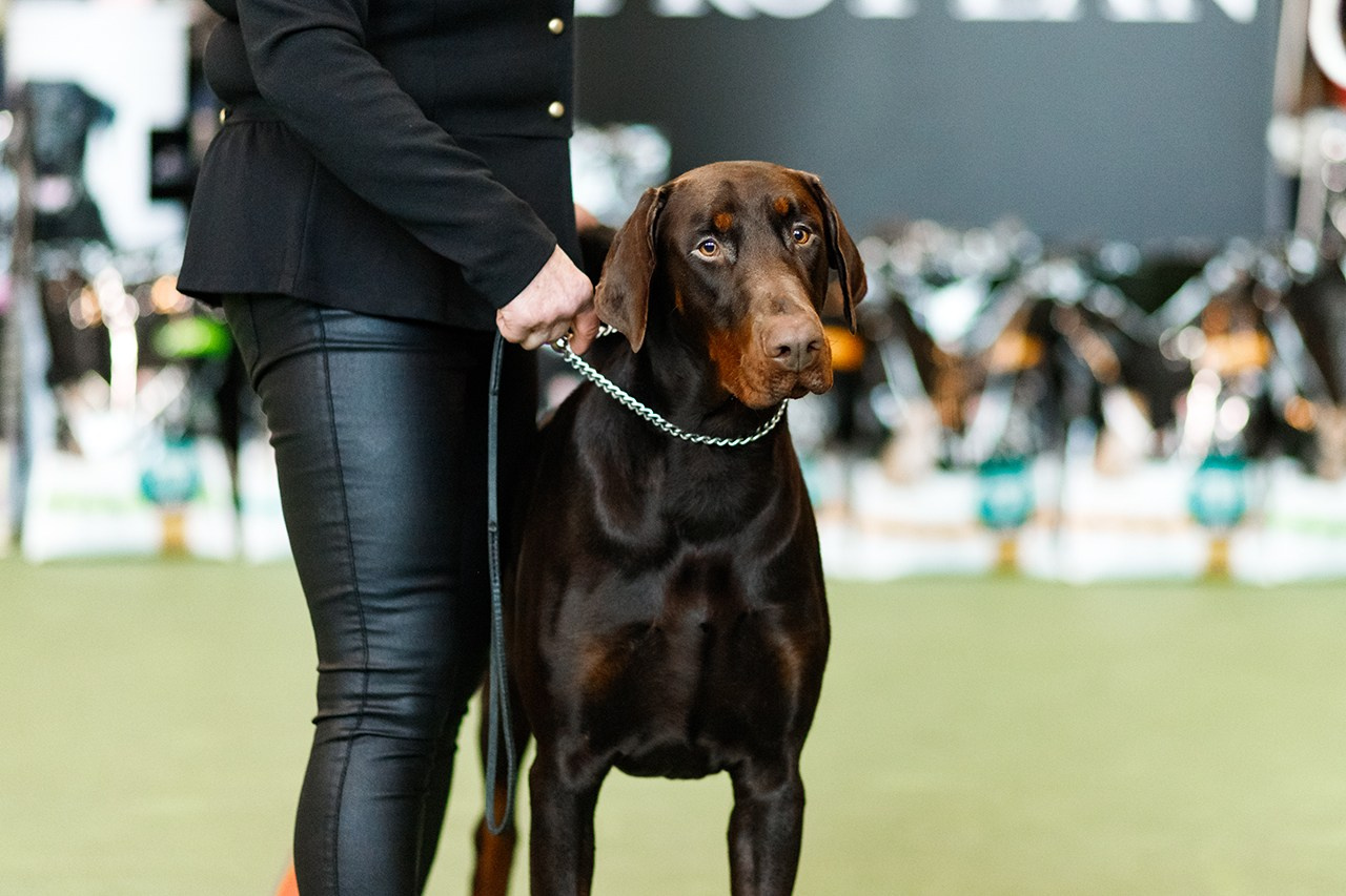 Grodno dog show. Kaja | fotograf we Wrocławiu | ludzie i psy