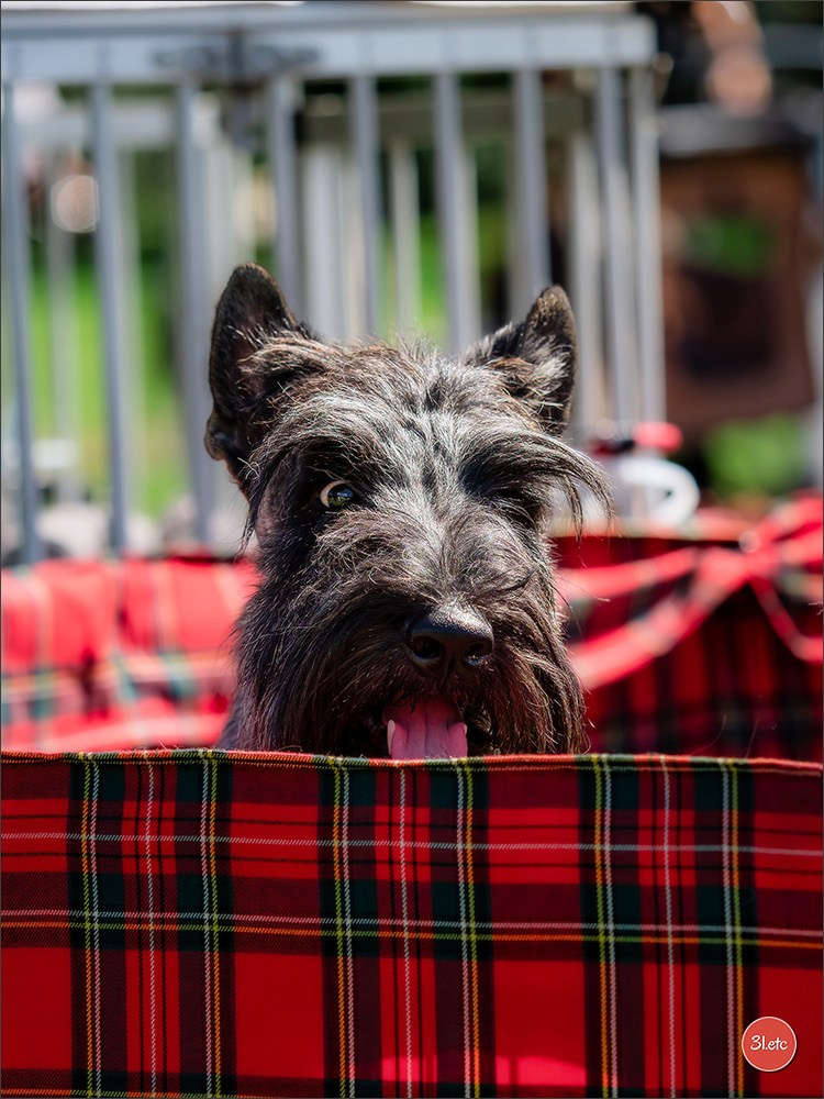 🇫🇷 Romorantin - Exposition Canine Nationale. Photographe à Strasbourg | Portraits, Studio, Enfants, Événements