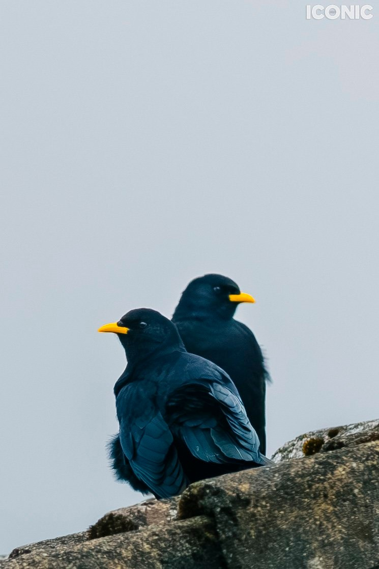 Publications. OLGA REPTIK