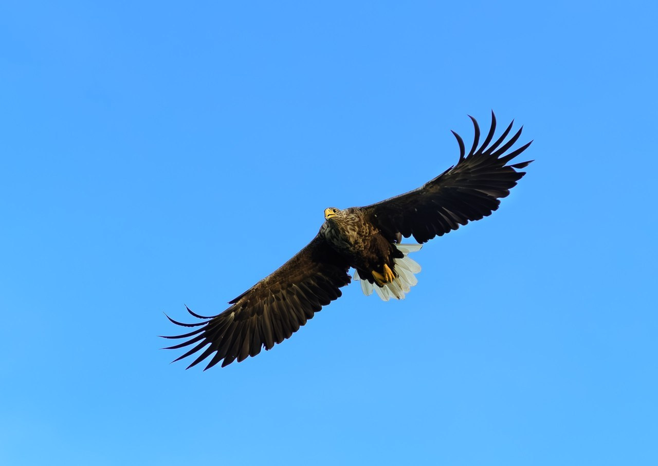 Recenzii. Klausenburg Photography