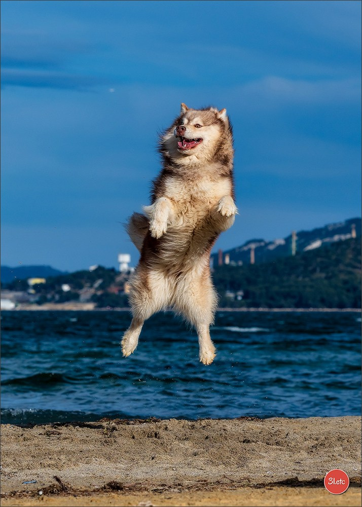 Photographie animalière. Photographe à Strasbourg | Portraits, Studio, Enfants, Événements