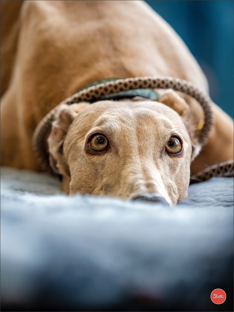 🇫🇷  Chalons en Champagne  🇫🇷  Expo canine  31/01-01/02/2026. Photographe à Strasbourg | Portraits, Studio, Enfants, Événements