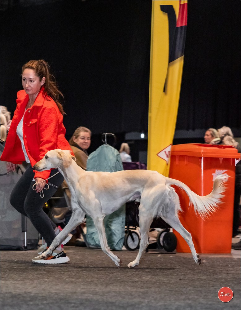 🇩🇪 Offenburg International Dogshow 15-16.03.25 🇩🇪. Photographe à Strasbourg | Portraits, Studio, Enfants, Événements