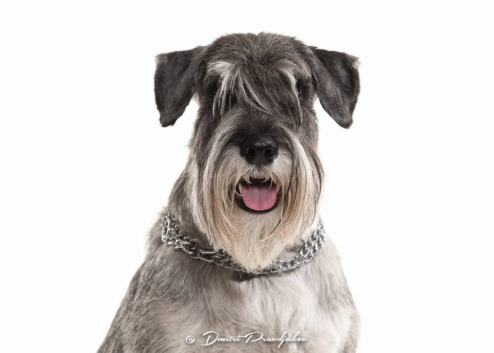 LEMMIKLOOMADE PILDISTAMINE