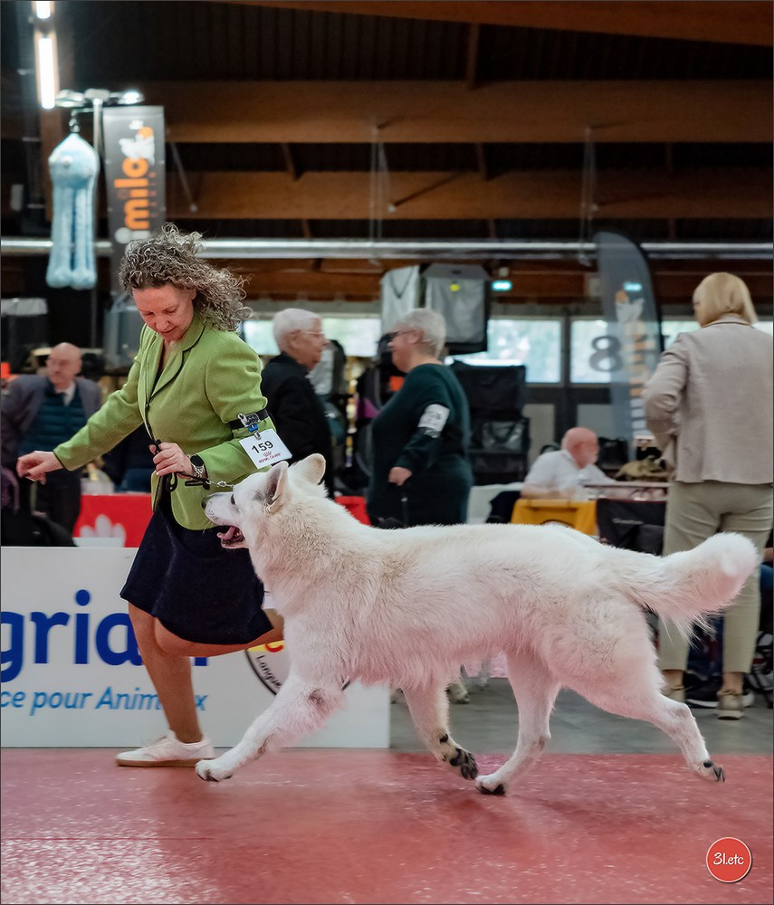 🇫🇷  Perpignan Dog Show  🇫🇷  Expo canine  17-18/01/2026. Photographe à Strasbourg | Portraits, Studio, Enfants, Événements