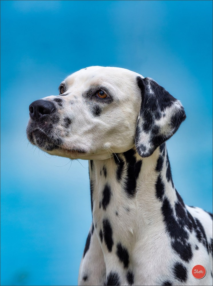 Expo canine 🇫🇷 Valence 03-04/05/2025. Photographe à Strasbourg | Portraits, Studio, Enfants, Événements