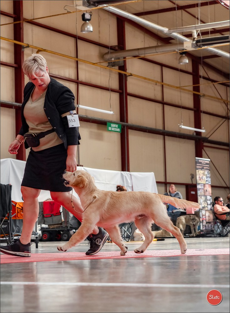 Expo canine 🇫🇷 MARGNY LES COMPIEGNE 06-07/09/2025. Photographe à Strasbourg | Portraits, Studio, Enfants, Événements