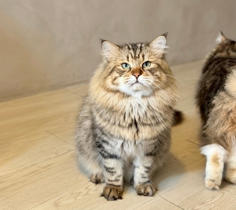 西伯利亞貓種公 Chudo | Lemon Green Cattery