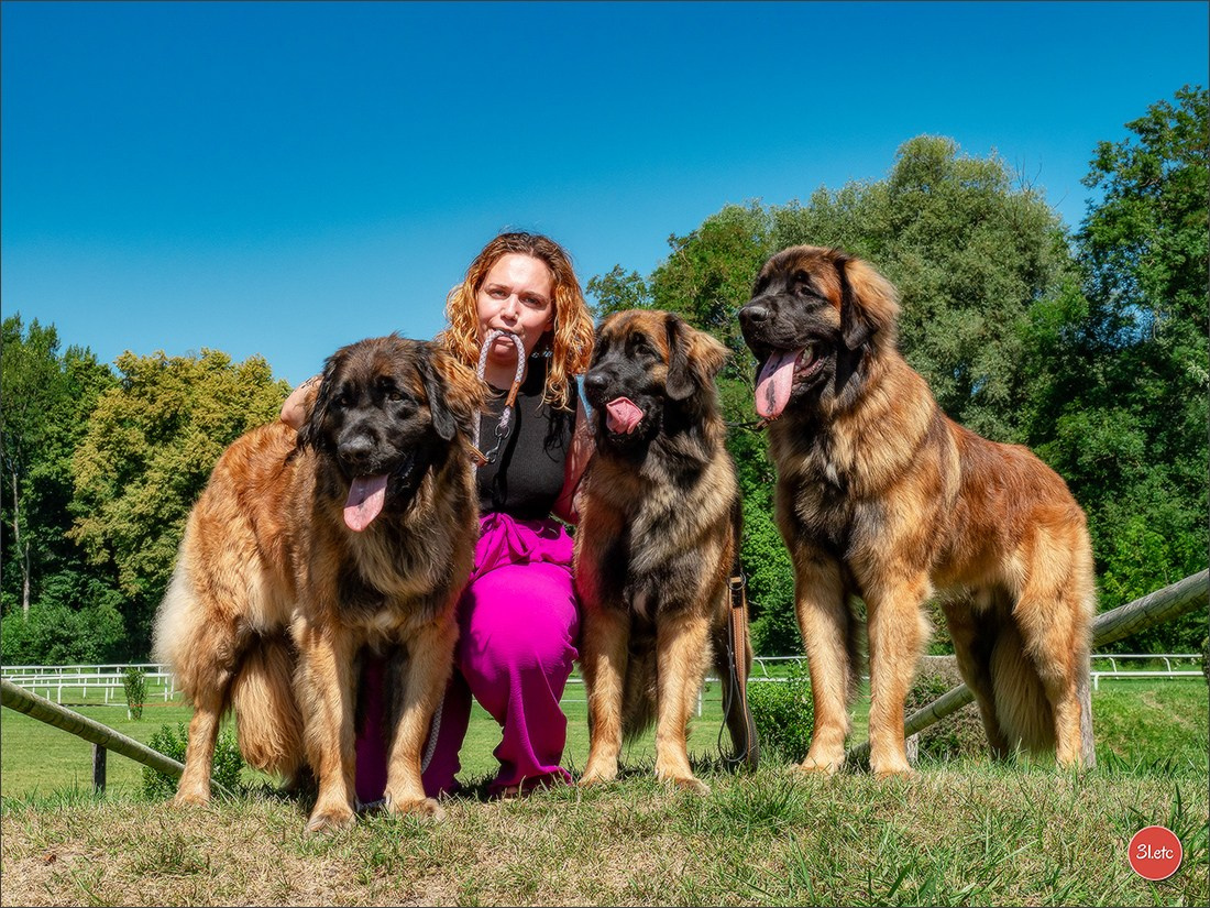 🇨🇭 Geneva Dog Show 15-17/11/2024. Photographe à Strasbourg | Portraits, Studio, Enfants, Événements