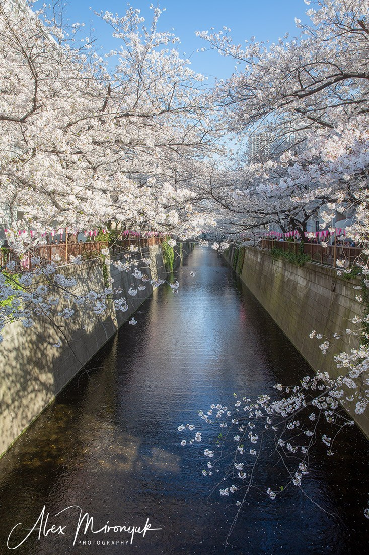Hanami Season in Japan. Pet, Senior, Landscape, portrait studio, photographer in Miami and Sou