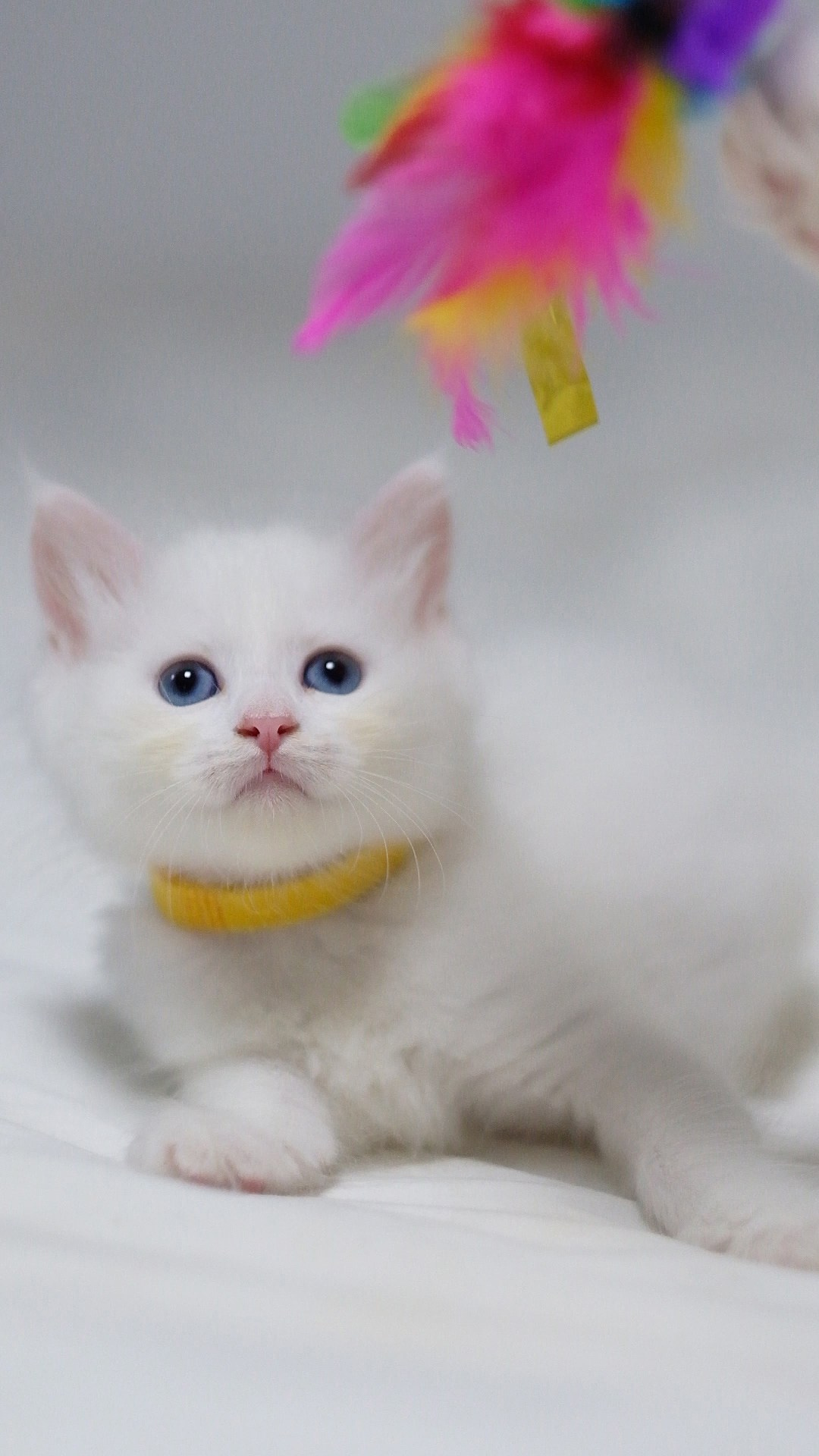 N-Baryona. SIBERIALIS: Katzenzucht von Sibirischen und Neva Masquarade Katzen